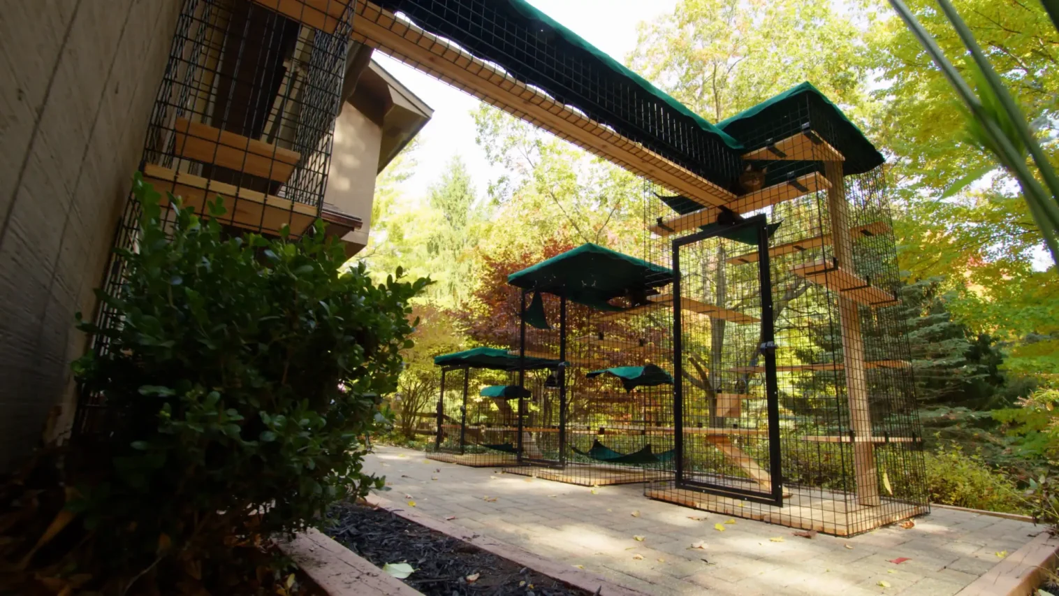 Expert catio installation services for safe and stylish outdoor spaces tailored to your pets' needs.