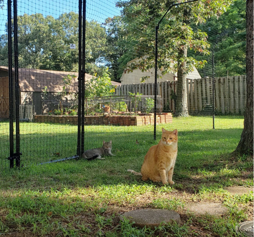Free-Standing Cat Fence Enclosure System 1 This service is perfect for Pet Owners who want to provide their furry friends the freedom to enjoy the outdoors while ensuring their safety.
