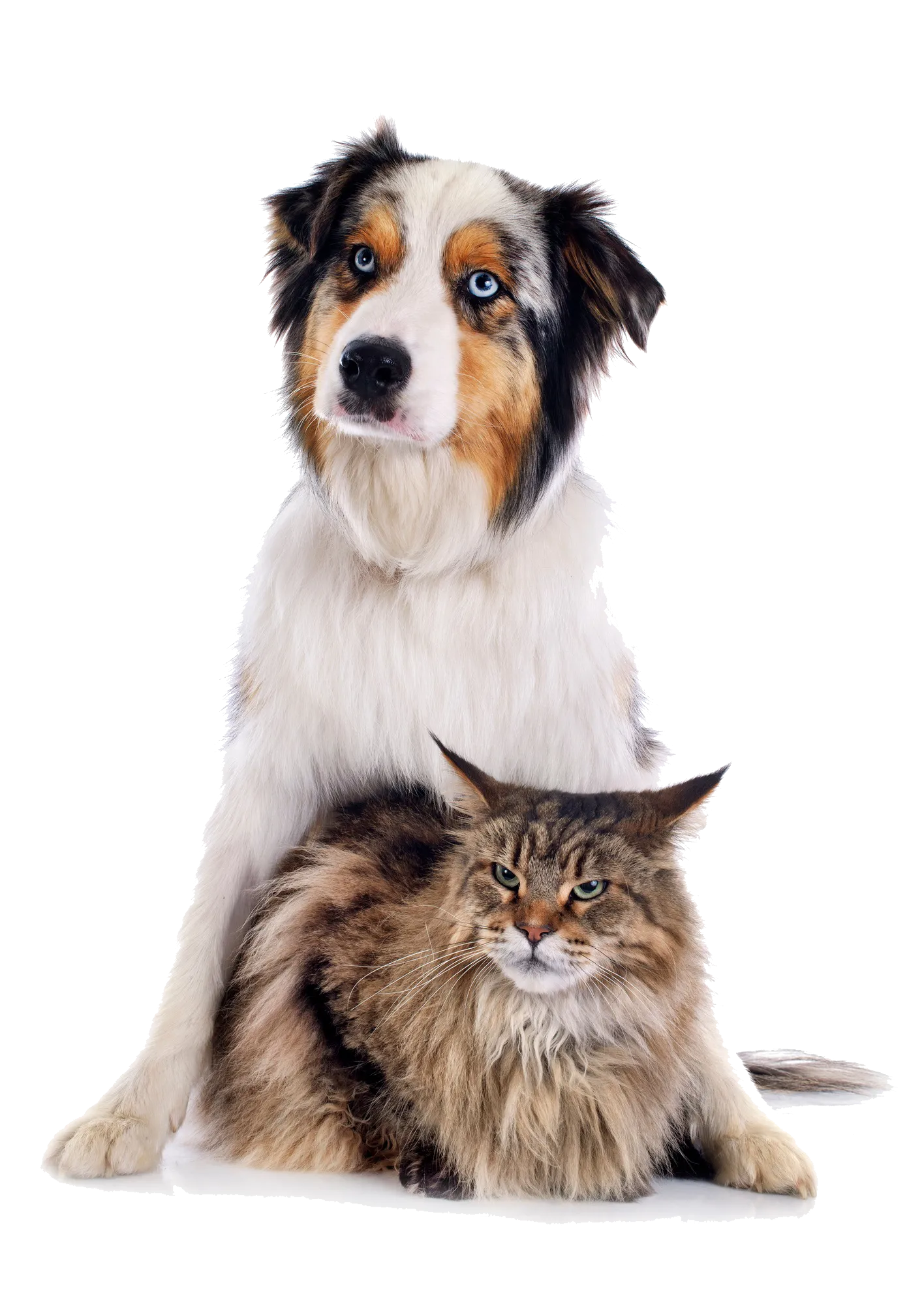 Expert pet fence installation ensuring a secure and worry-free outdoor environment for your furry companions.