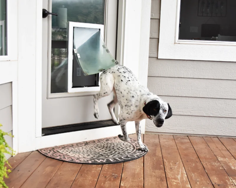 Dog Door - Door Model designed for easy access for your pet, providing a secure and durable solution for allowing your dog to enter and exit freely through the door.