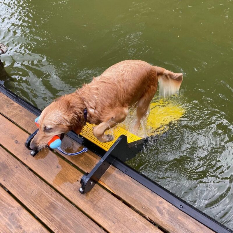 Dock Dog Ladder - Image 3