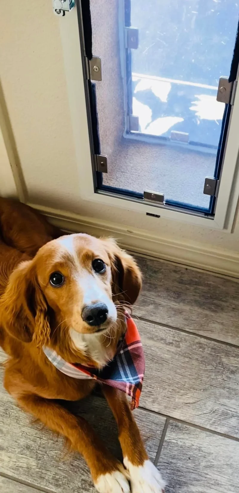 Dog Door - Door Model designed for easy access for your pet, providing a secure and durable solution for allowing your dog to enter and exit freely through the door.