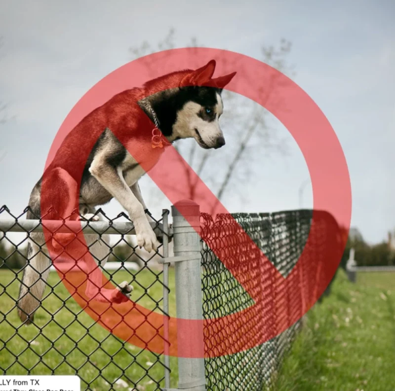 Dog Fence providing a safe and secure outdoor space for a happy dog to play and explore freely.