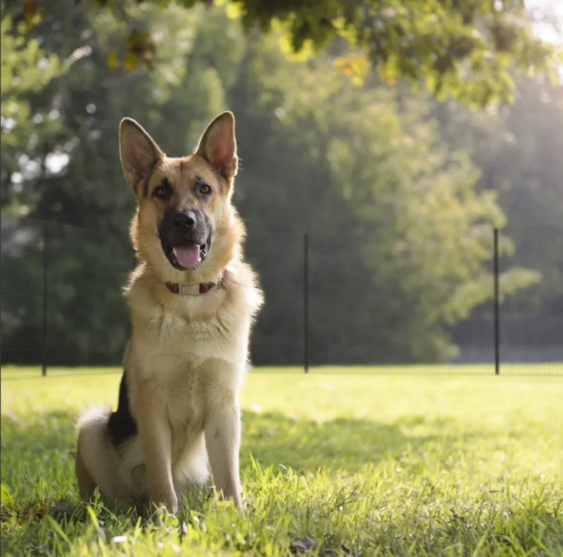 The Freestanding Dog Fence System providing a secure and portable solution for creating safe, enclosed spaces for pets, easy to set up and relocate.