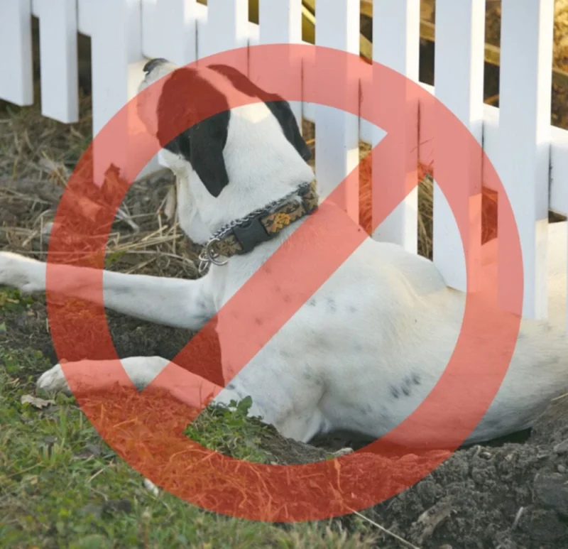 Dig Proofer Kit - Image 2