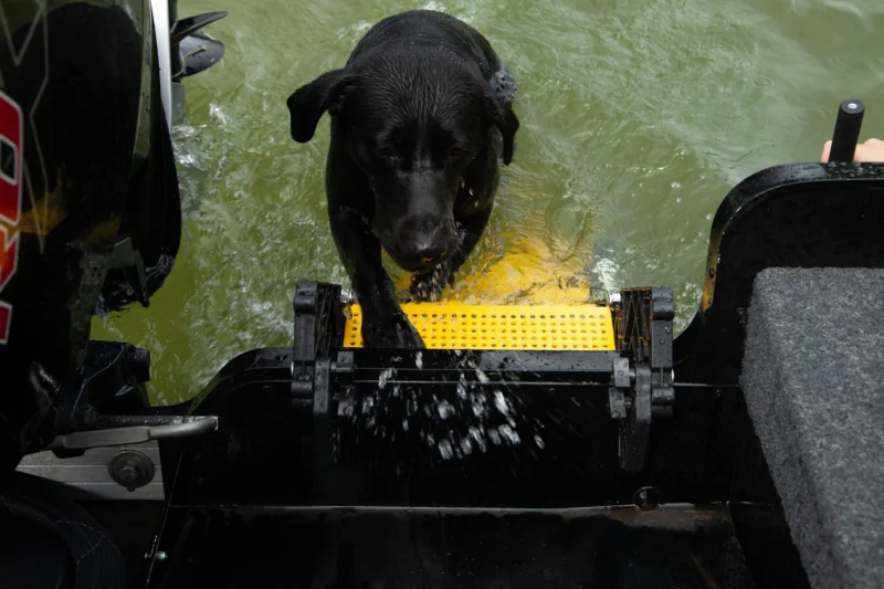 Hunting Boat Dog Ladder designed for safe and easy entry and exit for dogs on hunting boats, offering a durable and dog-friendly solution for outdoor water activities.