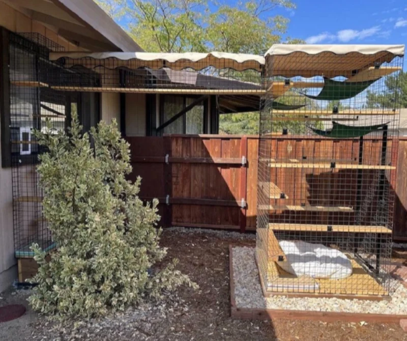 Cat Walk Series - Image 2