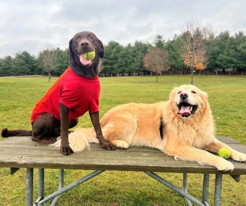 Dog Fences: Keeping Your Beloved Pup Safe, Happy, and Free to Roam