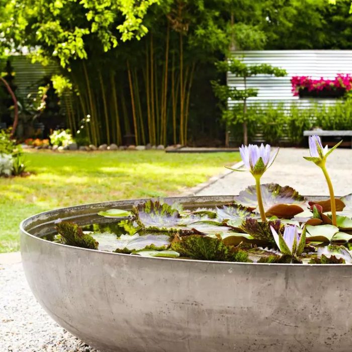 Watering a healthy plant in a well-maintained garden, ensuring proper hydration.