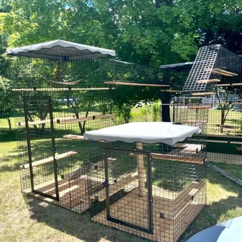Secure outdoor enclosure for cats, designed for safety, comfort, and natural exploration.