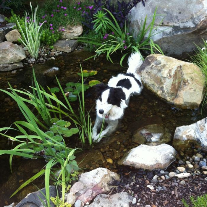 Pet enjoying a garden with a soothing fountain, creating a peaceful outdoor space.