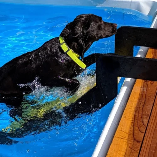 Durable water dog ladder for safe and easy pet access to pools and boats.
